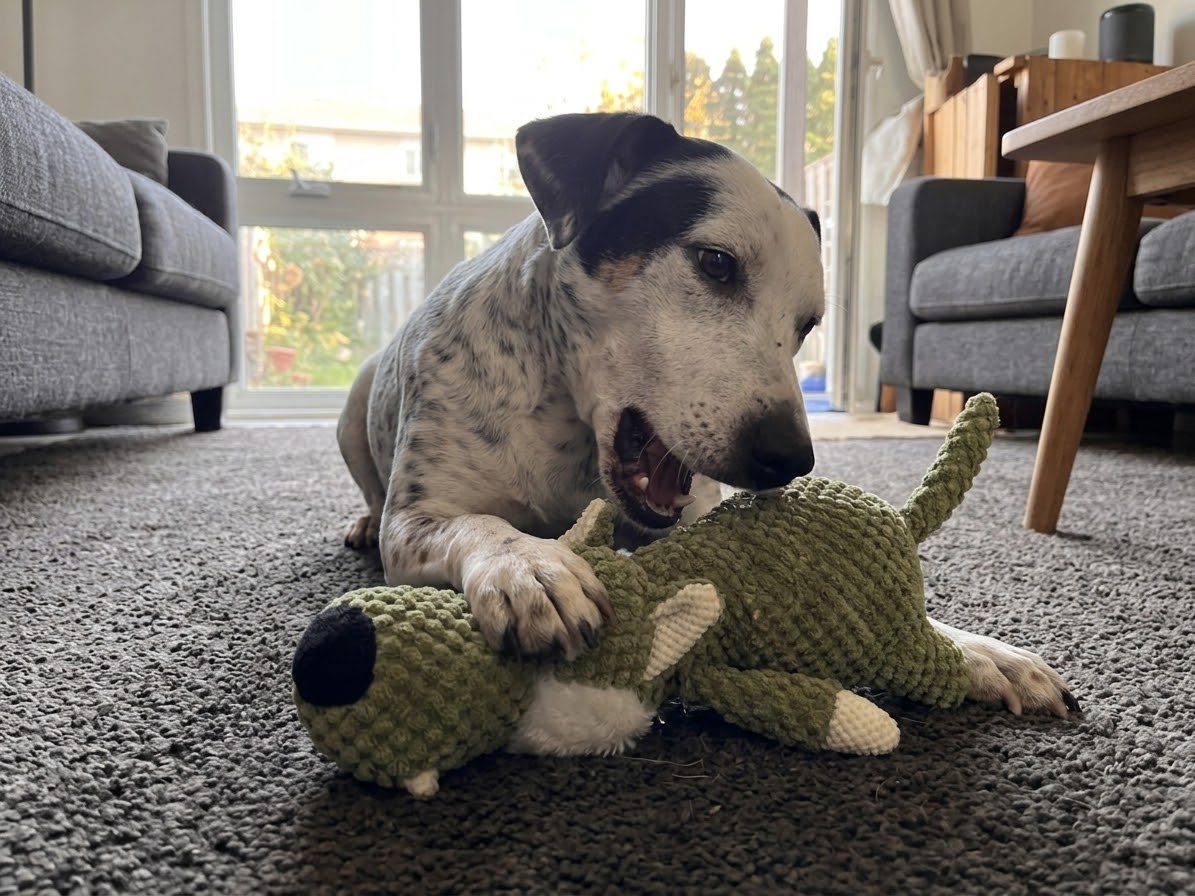 Safari Couic — Peluches interactives pour chien joueur