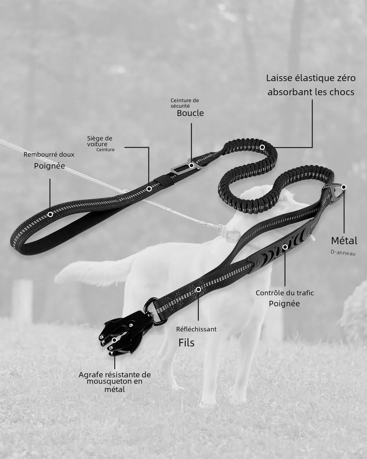 FlexLead — Laisse robuste à amortisseur élastique pour chien