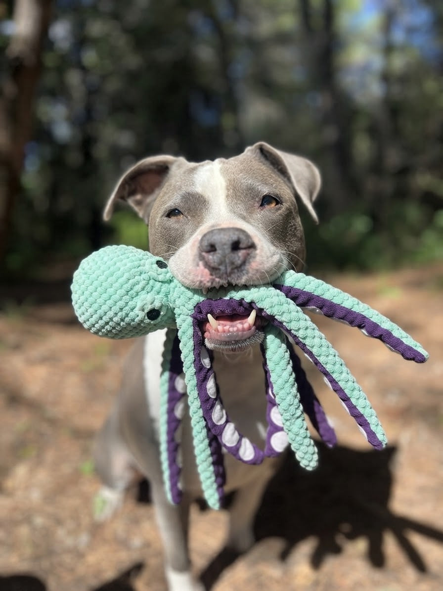 Octopus — Jouet poulpe sonore indestructible pour chien