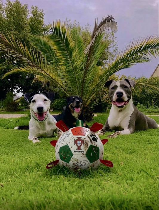 Foot'Croc — Ballon de football résistant pour chien