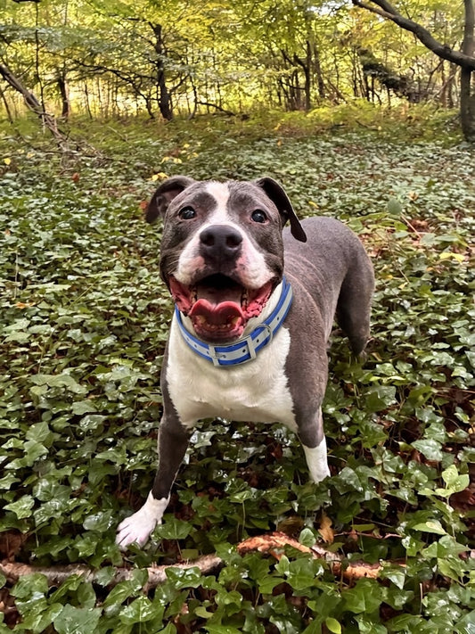 NightWalk — Collier lumineux réfléchissant pour chien