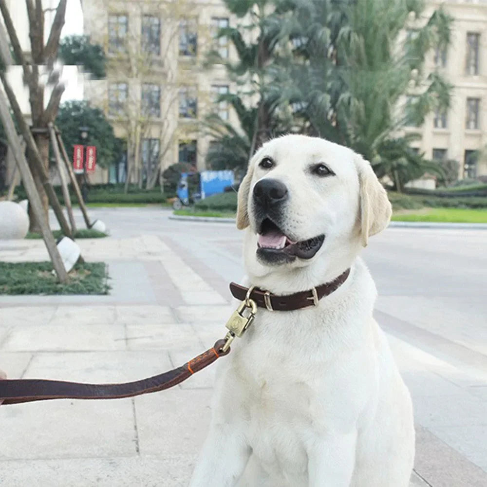 CuirNoble — Collier en cuir véritable rembourré pour chien