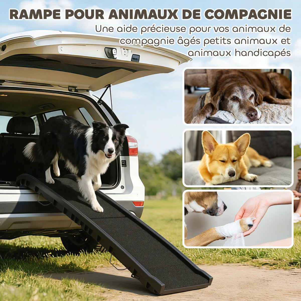 PawRamp — Rampe pliable pour chien, pente douce et surface antidérapante