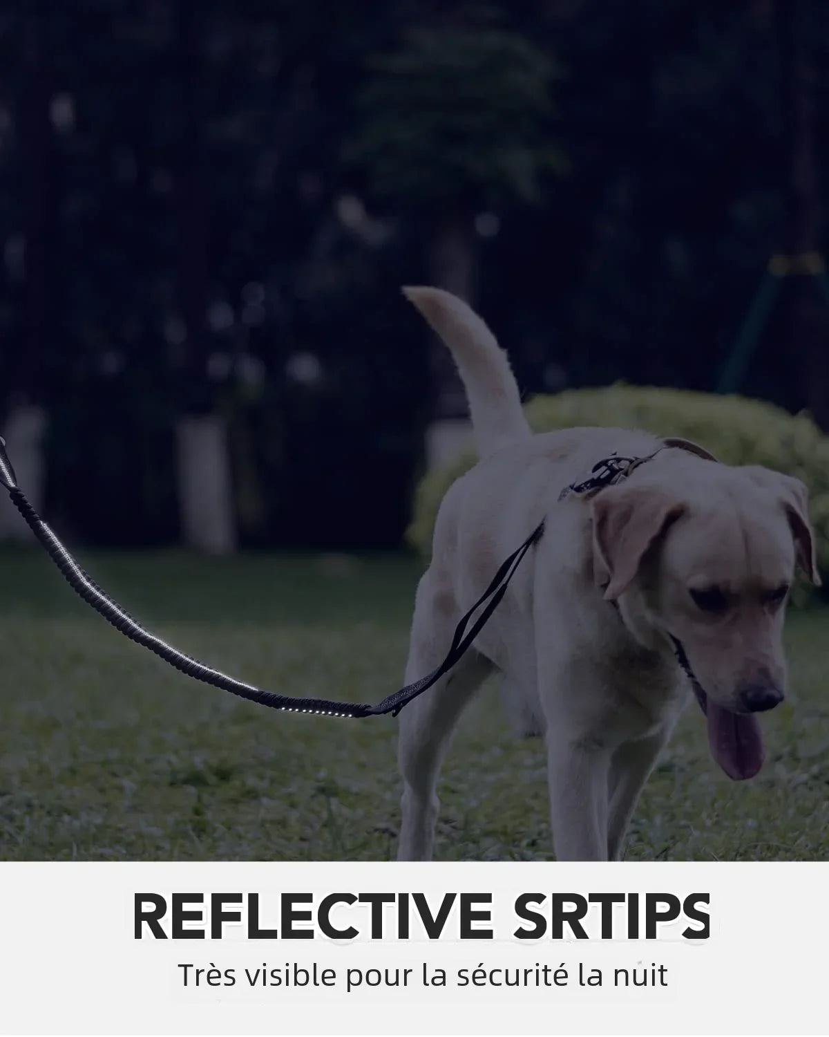 FlexLead — Laisse robuste à amortisseur élastique pour chien