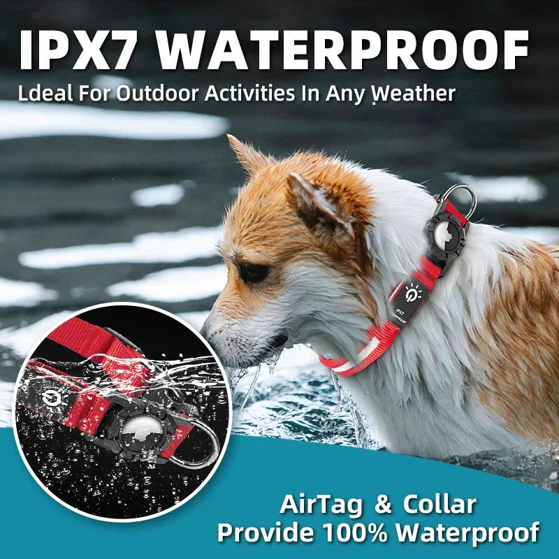 LightWalk — Collier LED rechargeable pour chien, visible de nuit avec support GPS
